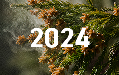 2024年 花粉症特集