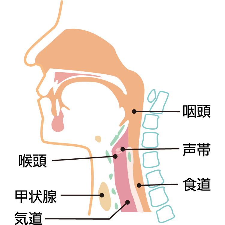 声のかすれ 嗄声 させい の原因 症状 疾患ナビ 健康サイト 声のかすれ 嗄声 させい の原因 症状 疾患ナビ 健康サイト