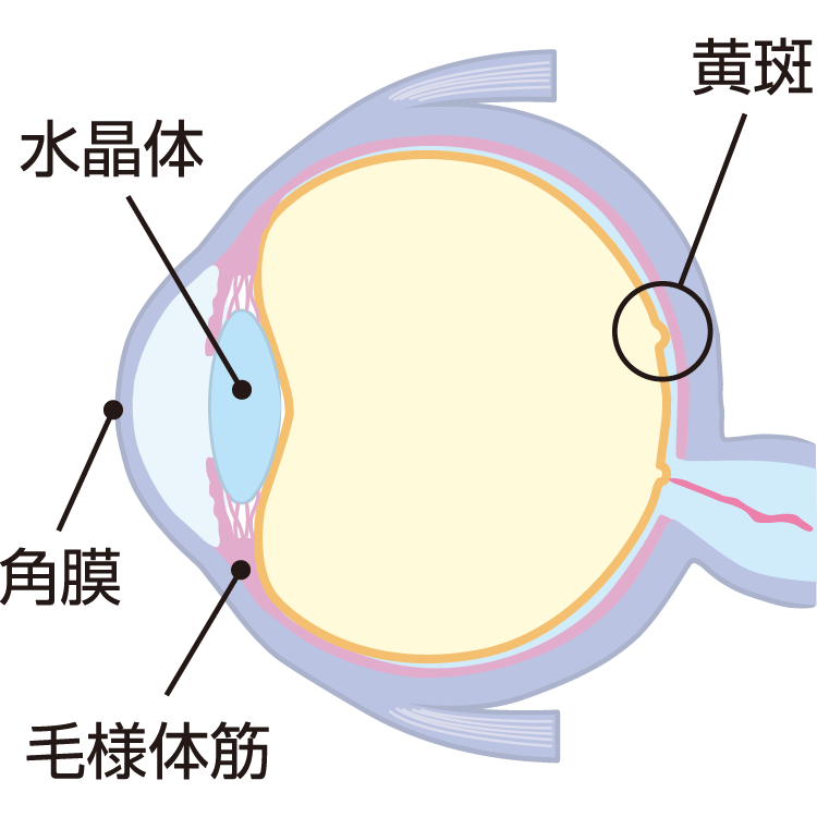 目のかすみの原因 症状 疾患ナビ 健康サイト