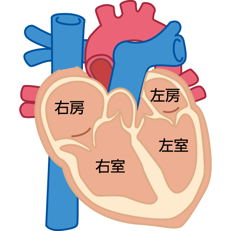 脈拍の異常の原因 症状 疾患ナビ 健康サイト 脈拍の異常の原因 症状 疾患ナビ 健康サイト
