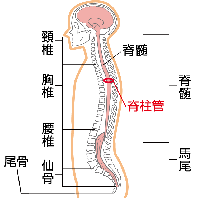 神経痛の原因 症状 疾患ナビ 健康サイト 神経痛の原因 症状 疾患ナビ 健康サイト