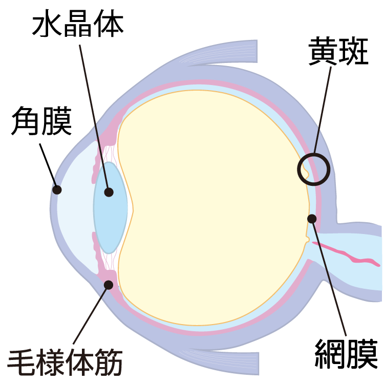 視野が欠ける 視界が歪むの原因 症状 疾患ナビ 健康サイト