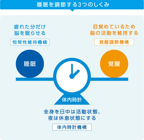 睡眠を調節する３つのしくみ