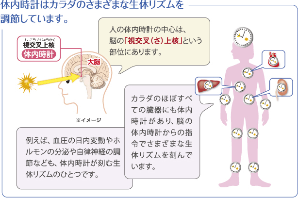 体内時計はカラダのさまざまな生体リズムを調節しています。