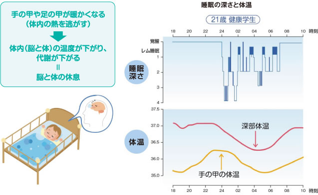 手の甲や足の甲が暖かくなる（体内の熱を逃がす）→体内（脳と体）の温度が下がり、代謝が下がる=脳と体の休息／睡眠の深さと体温