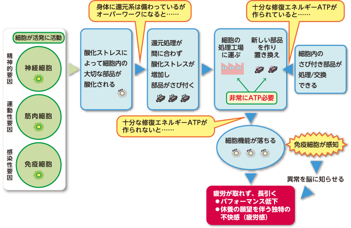 精神的疲労の症状は何ですか?