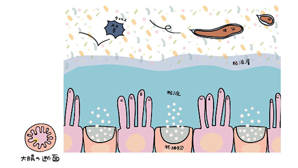 酪酸菌イメージ図