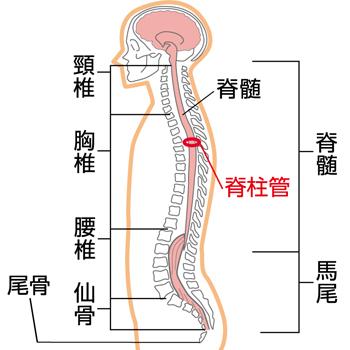加齢にともなう脊柱管の変形