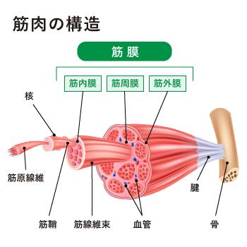 筋肉の構造
