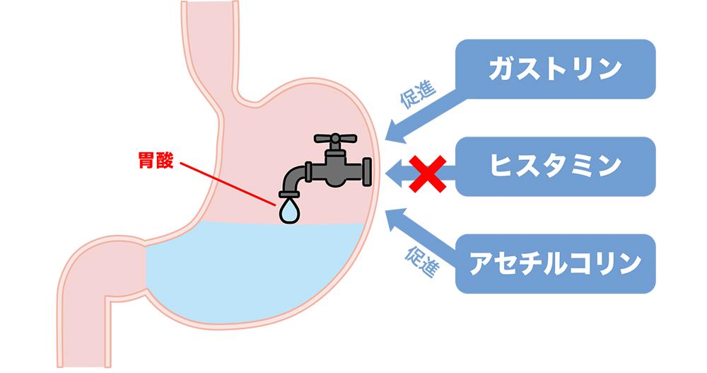 胃もたれや胸やけ、胃痛に対する胃酸分泌を抑えるH2ブロッカーの作用を表す胃の断面のイメージ図