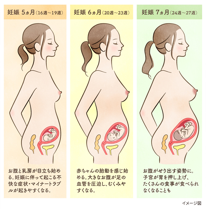 妊娠中期（安定期）はいつからいつまで？過ごし方のポイントと注意点 | 健康サイト