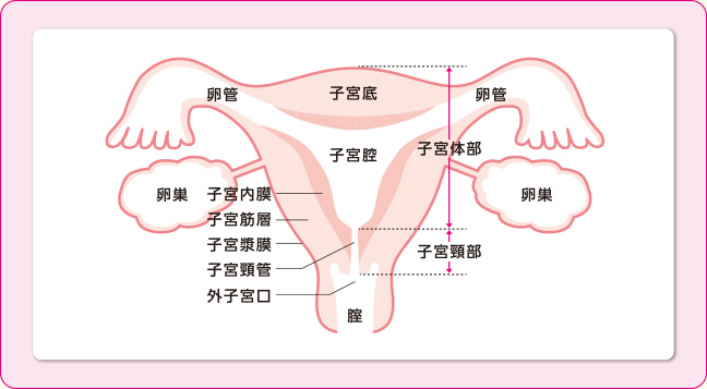 子宮と卵巣の構造