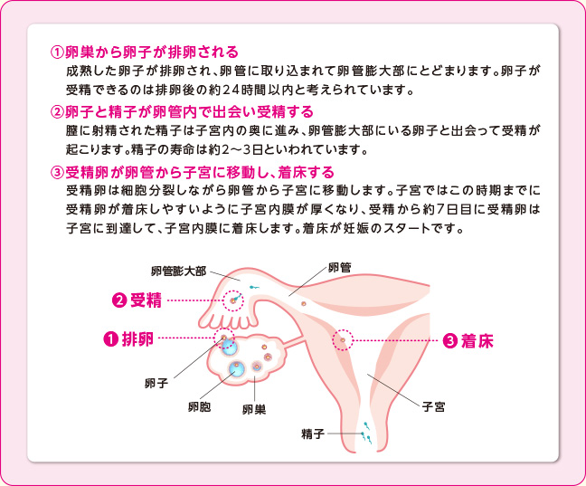 妊娠までのプロセス