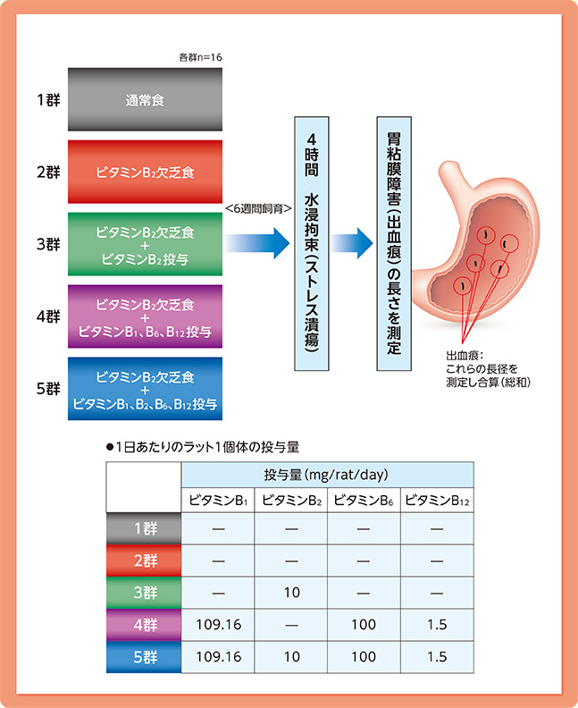 試験の流れーストレス性胃粘膜障害へのビタミンB2充足の影響