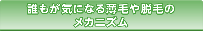 誰もが気になる薄毛や脱毛のメカニズム