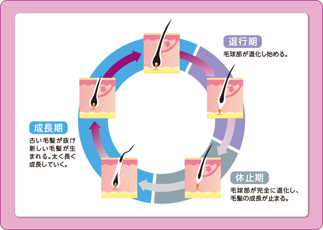 ヘアサイクル