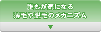 誰もが気になる薄毛や脱毛のメカニズム