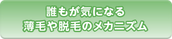 誰もが気になる薄毛や脱毛のメカニズム